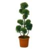 Cupressocyparis Leylandii'Castlewellan Gold' -Terre et Verdure 467573 001