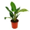 Philodendron Vert Impérial Vert 19cm Pot 2 Philodendron Vert Impérial Vert 19cm Pot -Terre et Verdure 46807ccb0b8b0be3