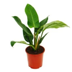 Philodendron Vert Impérial Vert 19cm Pot