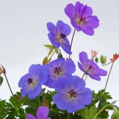 Géranium Rozanne ® : Conteneur De 2 Litres Bleu -Terre et Verdure 468587 005