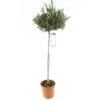Olivier, Olea Europaea, Sur Tige H120/140cm : Pot D24cm -Terre et Verdure 471424 001