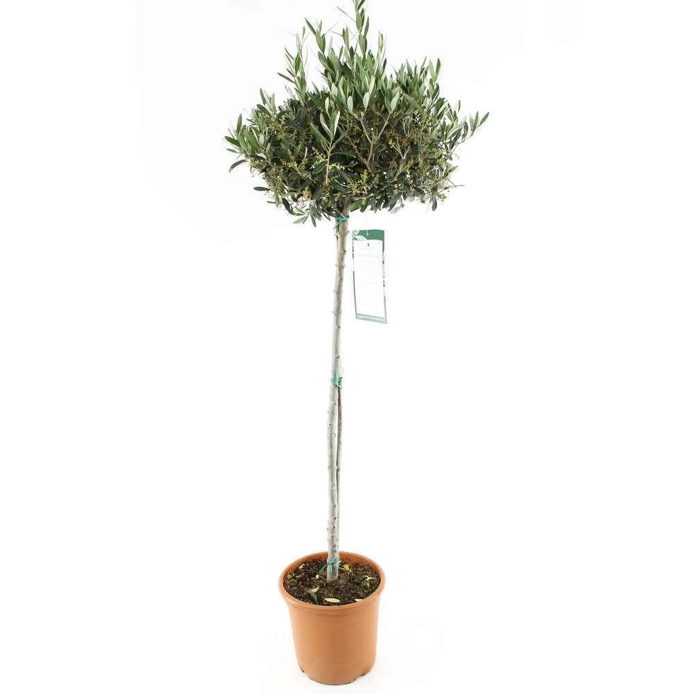 Olivier, Olea Europaea, Sur Tige H120/140cm : Pot D24cm 3 Olivier, Olea Europaea, Sur Tige H120/140cm : Pot D24cm
