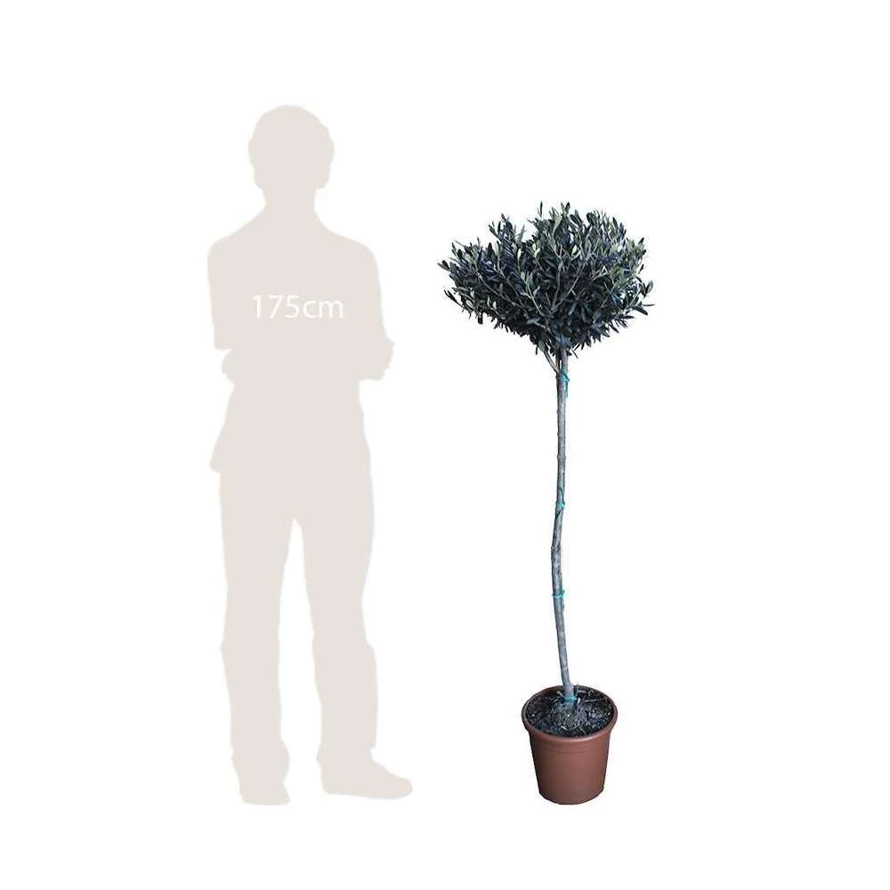 Olivier, Olea Europaea, Sur Tige H120/140cm : Pot D24cm 5 Olivier, Olea Europaea, Sur Tige H120/140cm : Pot D24cm – Image 3