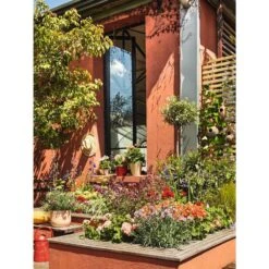 Olivier, Olea Europaea, Sur Tige H120/140cm : Pot D24cm 6 Olivier, Olea Europaea, Sur Tige H120/140cm : Pot D24cm -Terre et Verdure 471424 004