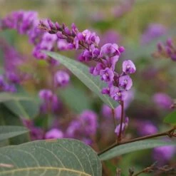 Hardenbergia Violacea - Hardenbergia Violacea 3l -Terre et Verdure 47162f0063666d97