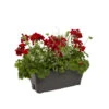 Géranium Calliope + Euphorbe 'Diamond Frost' : Jardinière 50cm -Terre et Verdure 472303 001