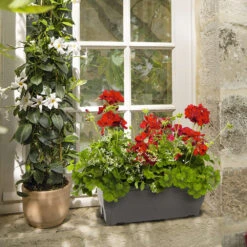 Géranium Calliope + Euphorbe 'Diamond Frost' : Jardinière 50cm -Terre et Verdure 472303 002