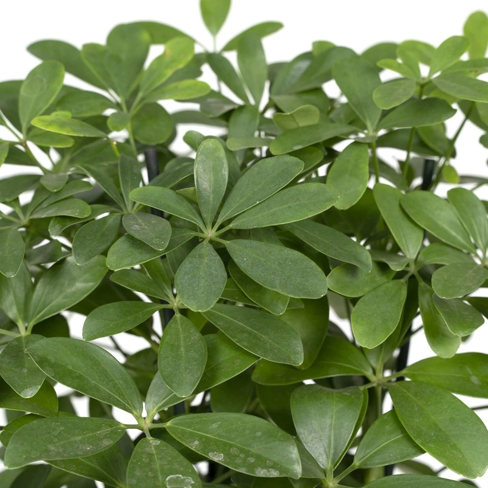 Schefflera Nora - H50cm, ø21cm - Plante D'intérieur 5 Schefflera Nora - H50cm, ø21cm - Plante D'intérieur – Image 3