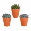 Echeveria Et Leurs Caches-pots Terracotta, Box De 3 Plantes - H12cm, ø9,5cm - Plantes D'intérieur -Terre et Verdure 48037ecd04df19f4