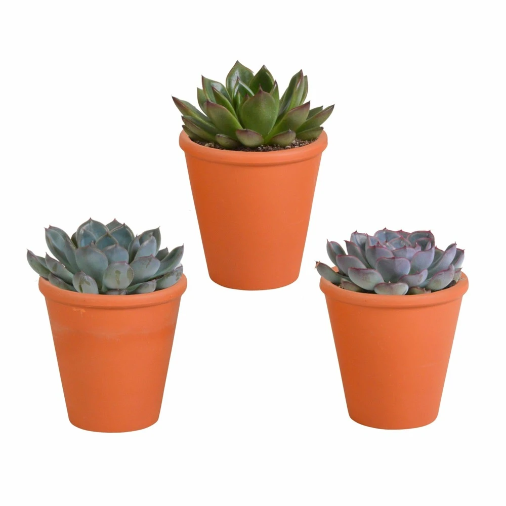 Echeveria Et Leurs Caches-pots Terracotta, Box De 3 Plantes - H12cm, ø9,5cm - Plantes D'intérieur 3 Echeveria Et Leurs Caches-pots Terracotta, Box De 3 Plantes - H12cm, ø9,5cm - Plantes D'intérieur
