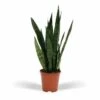 Sansevieria Zeylanica - H65cm, ø17cm - Plante D'intérieur Sans Entretien -Terre et Verdure 482a41156b546622