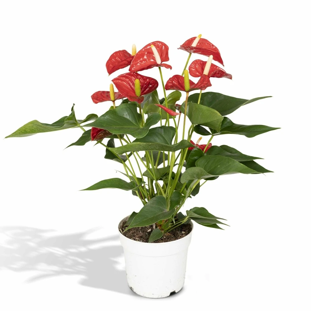 Anthurium Rouge - H55cm, ø17cm - Plante D'intérieur 3 Anthurium Rouge - H55cm, ø17cm - Plante D'intérieur