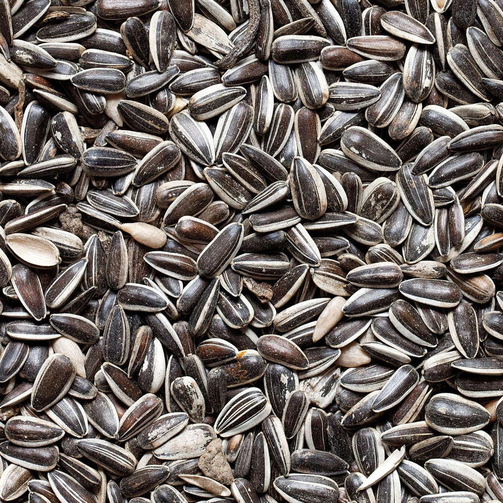 Graines De Tournesol Pour Oiseaux Du Jardin - 20 Kg 4 Graines De Tournesol Pour Oiseaux Du Jardin - 20 Kg – Image 2