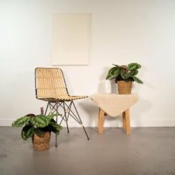 Calathea Médaillon Duo - Plantes D'intérieur 8 Calathea Médaillon Duo - Plantes D'intérieur -Terre et Verdure 486e0185f64cae92