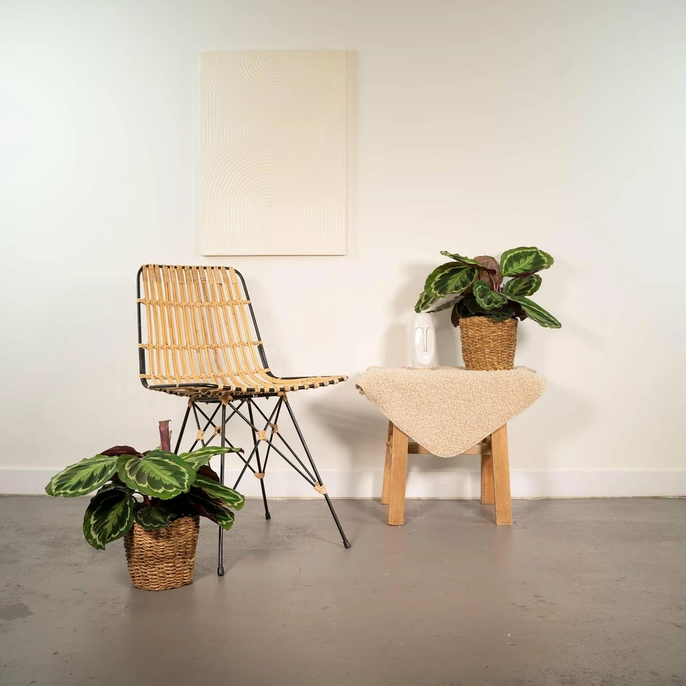 Calathea Médaillon Duo - Plantes D'intérieur 4 Calathea Médaillon Duo - Plantes D'intérieur – Image 2