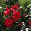 Laurier Rose - Nerium Oleander "Rouge": H70/80cm D25cm: Pot 7 Litres -Terre et Verdure 488750 002