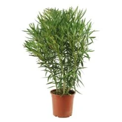 Laurier Rose - Nerium Oleander "Rouge": H70/80cm D25cm: Pot 7 Litres -Terre et Verdure 488750 004