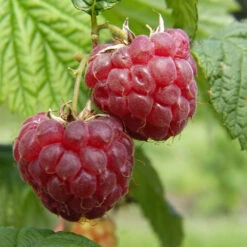 Framboisier 'Glen Ample' Bio : Pot De 3 Litres -Terre et Verdure 492120 001