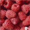 Framboisier 'Glen Ample' Bio : Pot De 3 Litres -Terre et Verdure 492120 002