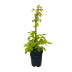 Framboisier 'Glen Ample' Bio : Pot De 3 Litres -Terre et Verdure 492120 004