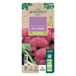 Framboisier 'Glen Ample' Bio : Pot De 3 Litres -Terre et Verdure 492120 006