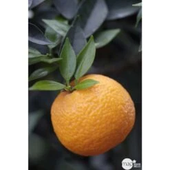 Bergamotier:AB Conteneur 3 Litres -Terre et Verdure 493514 001