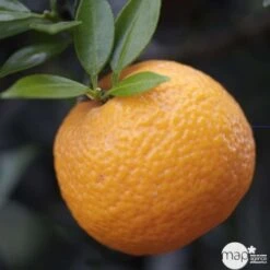 Bergamotier:AB Conteneur 3 Litres -Terre et Verdure 493514 002