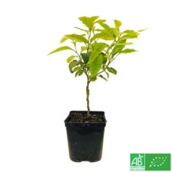 Bergamotier:AB Conteneur 3 Litres -Terre et Verdure 493514 006