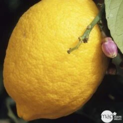 Citronnier 4 Saisons:AB Conteneur 3 Litres -Terre et Verdure 493516 001