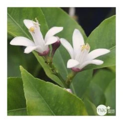 Citronnier 4 Saisons:AB Conteneur 3 Litres -Terre et Verdure 493516 002