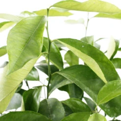 Citronnier 4 Saisons:AB Conteneur 3 Litres -Terre et Verdure 493516 003