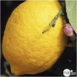 Citronnier Meyer:AB Conteneur 3 Litres -Terre et Verdure 493531 001