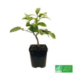 Citronnier Meyer:AB Conteneur 3 Litres -Terre et Verdure 493531 005