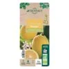 Citronnier Meyer:AB Conteneur 3 Litres 1 Citronnier Meyer:AB Conteneur 3 Litres -Terre et Verdure 493531 008