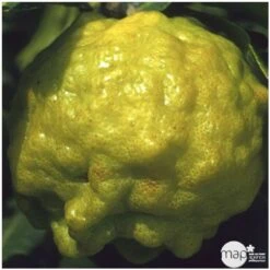 Combava AB :conteneur 3 Litres 12 Combava AB :conteneur 3 Litres -Terre et Verdure 493533 004