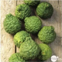 Combava AB :conteneur 3 Litres 13 Combava AB :conteneur 3 Litres -Terre et Verdure 493533 005