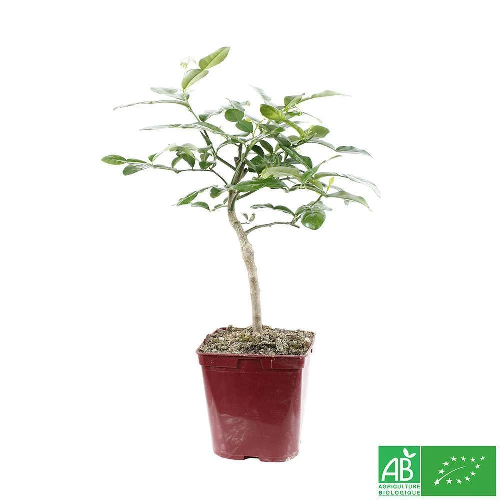 Combava AB :conteneur 3 Litres 9 Combava AB :conteneur 3 Litres – Image 7