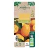 Kumquat : Ctr 3 Litres, Agriculture Biologique -Terre et Verdure 493534 006