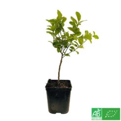 Limettier ' Mexicaine':AB Conteneur 3 Litres -Terre et Verdure 493535 003