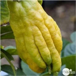 Main De Bouddah:AB Conteneur 3 Litres -Terre et Verdure 493536 001