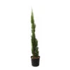 Cupressus Sempervirens 'Totem' :H. 100/110 Cm Pot 10 L -Terre et Verdure 493919 1756012