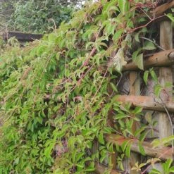 Vigne Vierge Henryana - Parthenocissus Henryana 3l -Terre et Verdure 4973df6b15814da6
