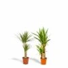 Yucca, Dracaena, Duo De Plantes - Plantes D'intérieur 1 Yucca, Dracaena, Duo De Plantes - Plantes D'intérieur -Terre et Verdure 4a5b27c9e5e7b2fd
