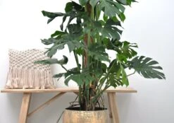 Monstera Deliciosa Xxl - H150cm, ø24cm - Très Grande Plante D'intérieur -Terre et Verdure 4a67451028bff786