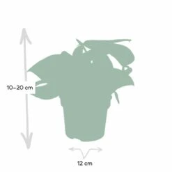 Pothos Scindapsus Pictus Epipremnum - H15cm, ø12cm - Plante D'intérieur Tombante -Terre et Verdure 4ac80b88f941ba75