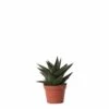 Haworthia Limifolia - ø6cm - H11cm, ø6cm - Plante D'intérieur -Terre et Verdure 4afee888c24485a1