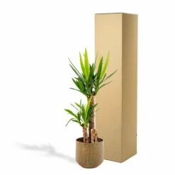 Yucca Et Son Cache-pot Doré - H100cm, ø21cm - Très Grande Plante D'intérieur 11 Yucca Et Son Cache-pot Doré - H100cm, ø21cm - Très Grande Plante D'intérieur -Terre et Verdure 4b19ad780e0eda90