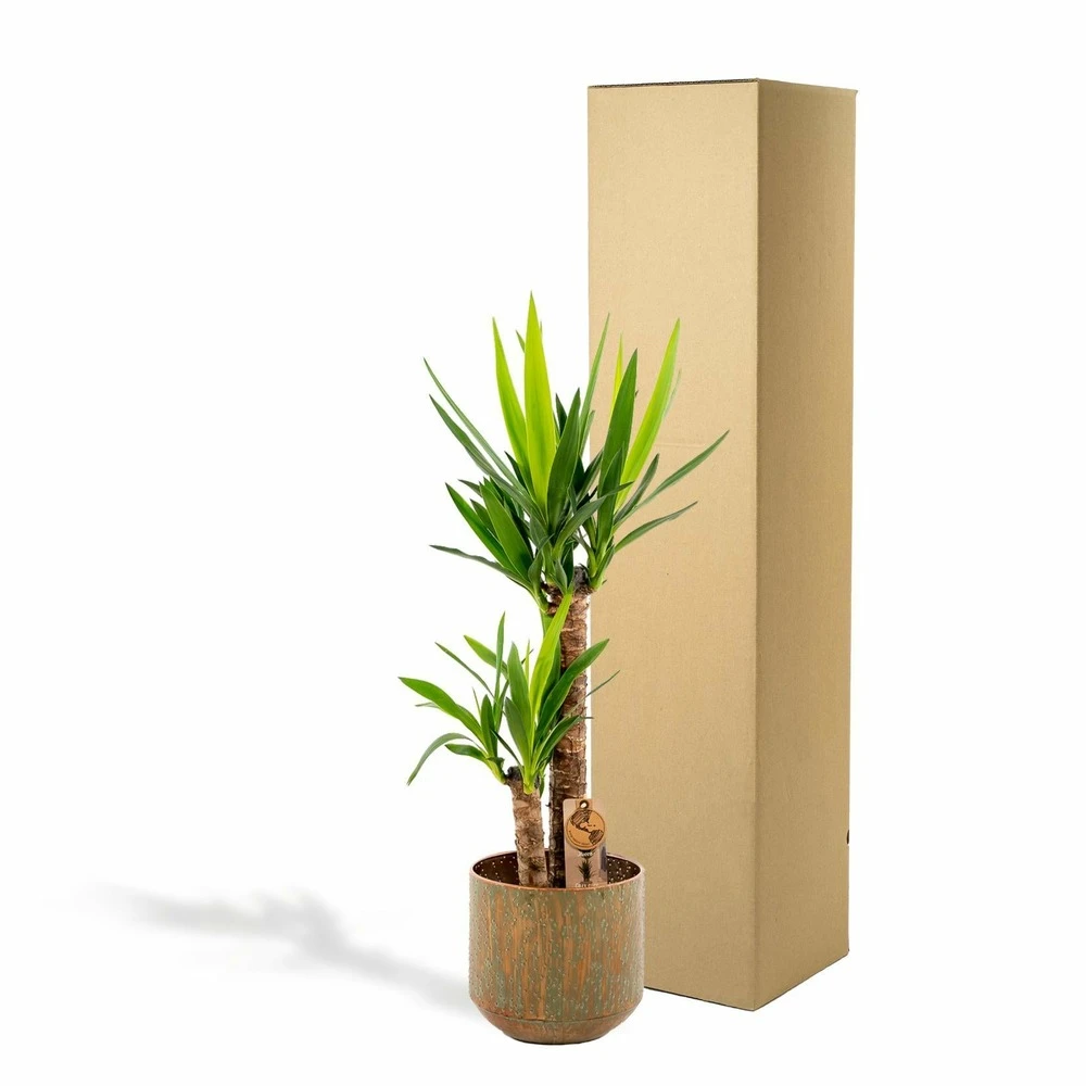 Yucca Et Son Cache-pot Doré - H100cm, ø21cm - Très Grande Plante D'intérieur 7 Yucca Et Son Cache-pot Doré - H100cm, ø21cm - Très Grande Plante D'intérieur – Image 5