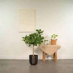 Ficus Benghalensis Et Son Cache-pot Noir - H90cm, ø21cm - Grande Plante D'intérieur -Terre et Verdure 4de4c9db899dfa70