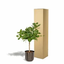 Ficus Benghalensis Et Son Cache-pot Noir - H90cm, ø21cm - Grande Plante D'intérieur -Terre et Verdure 4eb4833498f77221